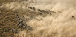 قطيع من الفيلة في جنوب السودان