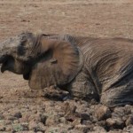 مشهد مليئ بالامومة والحنان لدى انثى الفيل وابنها