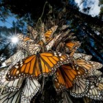 اكتشف هجرة الفراشات حول العالم _ صور رائعة