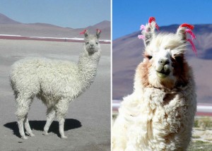 صورغريبة لبحيرة بوليفيا بحيرة ملح جافة