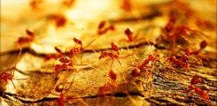 ابحاث بريطانية تقوم بتزويد نمل الغابات بأجهزة استقبال لاسلكية