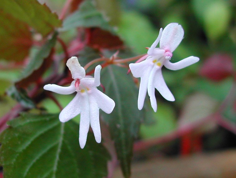      Impatiens_bequaertii