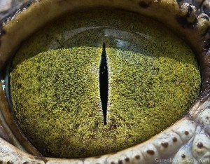 الابداع في التقاط صور جميلة لعيون الحيوانات عن قرب