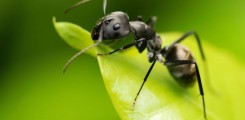 دومات يدخل فيها النمل حتى يصل الى الانهاك ويموت , ظاهرة عجيبة !