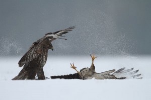 تعرف على كيفية التقاط مصوروا الطبيعة صورهم المذهلة