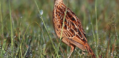 طائر ليبين لارك (Liben Lark) مهدد بالانقراض في العالم