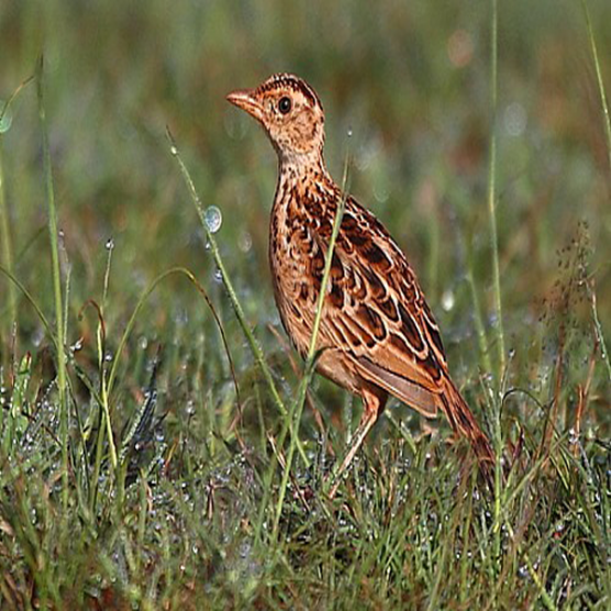 طائر ليبين لارك (Liben Lark) مهدد بالانقراض في العالم