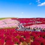 حديقة هيتاشي في اليابان الميئة بالزهور الخلابة