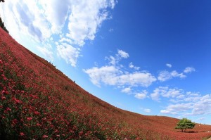 حديقة هيتاشي في اليابان الميئة بالزهور الخلابة