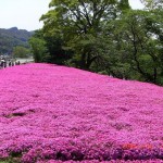 الحديقة الوردية في اليابان
