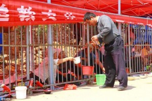 متسولون الصين في الأقفاص لا يجبرهم احد على دخولها