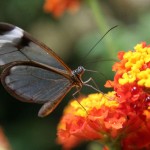 الفراشة الشفافة من أجمل الفراشات