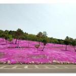 الحديقة الوردية في اليابان
